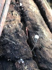 Mycena albidocapillaris