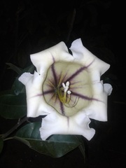 Solandra grandiflora