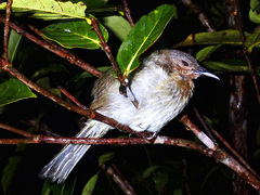 Hypsipetes philippinus