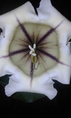 Solandra grandiflora