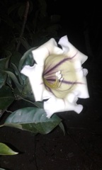 Solandra grandiflora