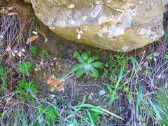 Dudleya cymosa pumila