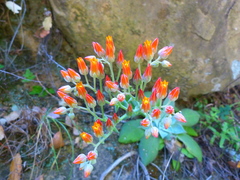 Dudleya cymosa pumila