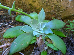 Dudleya cymosa pumila