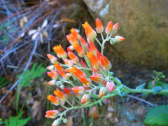 Dudleya cymosa pumila