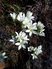 Gentianella stellata