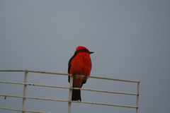 Pyrocephalus rubinus