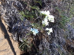 Gentianella stellata