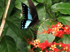 Papilio chrapkowskoides nurettini