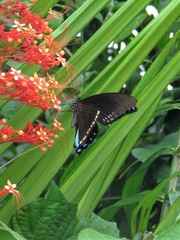 Papilio chrapkowskoides nurettini