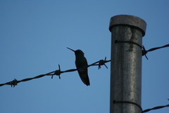Cynanthus latirostris