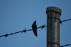 Cynanthus latirostris