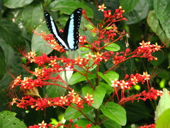 Papilio chrapkowskoides nurettini