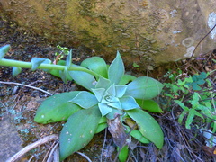 Dudleya cymosa pumila
