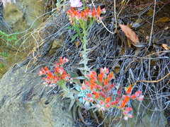Dudleya cymosa pumila