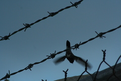 Cynanthus latirostris
