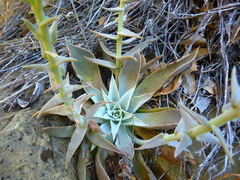 Dudleya cymosa pumila