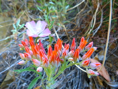 Dudleya cymosa pumila