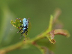 Phyllobius betulinus