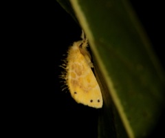 Euproctis cryptosticta