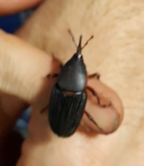 Rhynchophorus phoenicis