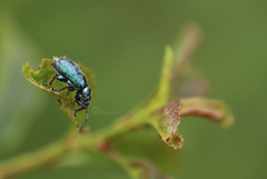 Phyllobius betulinus