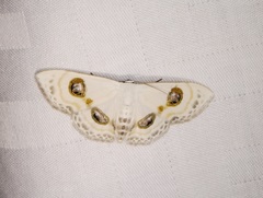 Problepsis eucircota