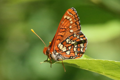 Euphydryas colon