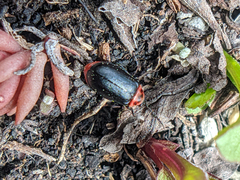 Kuschelina scripticollis