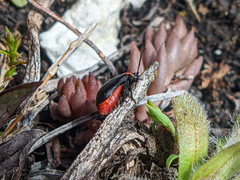 Kuschelina scripticollis