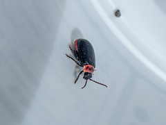 Kuschelina scripticollis