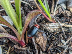 Kuschelina scripticollis