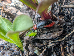 Kuschelina scripticollis