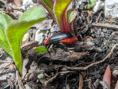 Kuschelina scripticollis