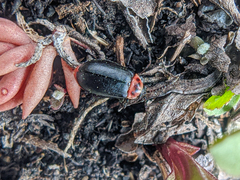 Kuschelina scripticollis