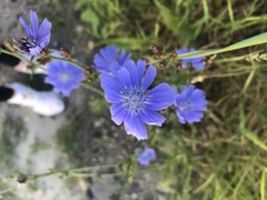 Cichorium intybus