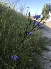 Cichorium intybus