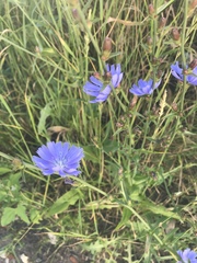 Cichorium intybus