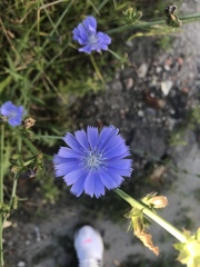 Cichorium intybus