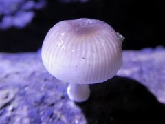 Mycena chlorophos