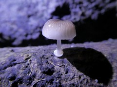 Mycena chlorophos
