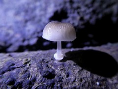 Mycena chlorophos