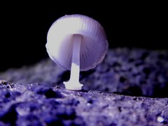 Mycena chlorophos