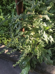 Cynoglossum officinale