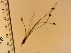 Isolepis setacea