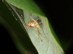 Thwaitesia margaritifera