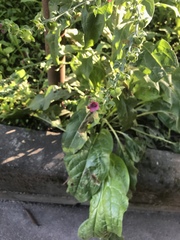 Cynoglossum officinale