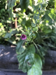 Cynoglossum officinale