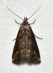 Schrankia macula