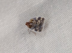 Borysthenes emarginatus